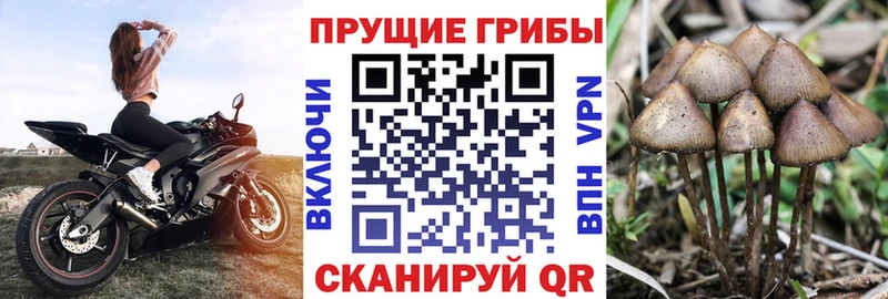 Галлюциногенные грибы Psilocybine cubensis  omg маркетплейс  Батайск 